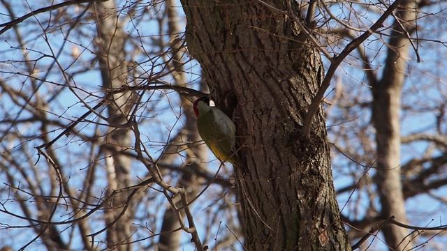 зеленый дятел. усадьба Остафьево смотреть онлайн