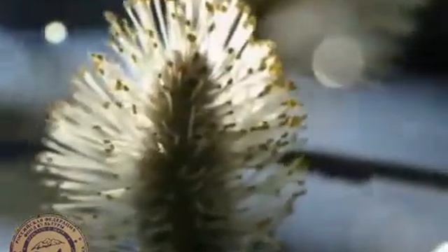 Кязим Мечиев смотреть онлайн