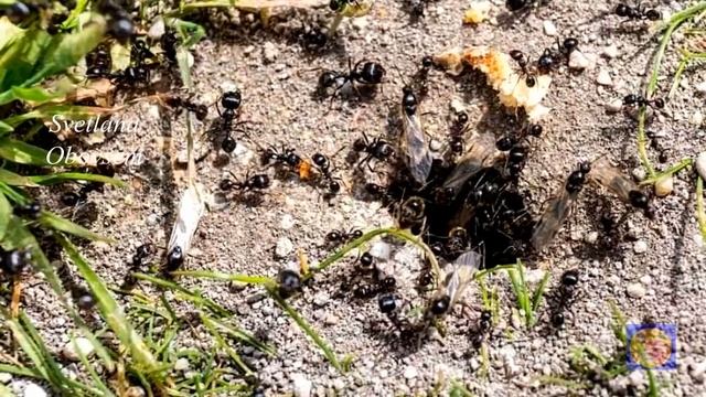 ЭТОТ СПОСОБ ПОМОГ ОТ МУРАВЬЕВ СРАЗУ! ПОСЛЕДНЕЕ ПИРШЕСТВО МУРАВЬЕВ,ДАЖЕ СОСЕДСКИХ. смотреть онлайн
