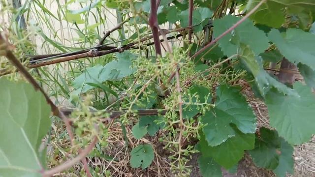 Кишмиш Уникальный смотреть онлайн