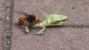 Шершень против богомола битва