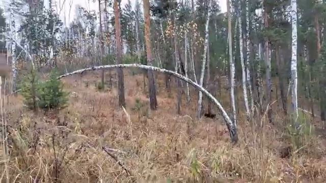 Осень сбросила листья с деревьев, лес приготовив к грядущей зиме...Партизаним с собакой по лесу)))) смотреть онлайн