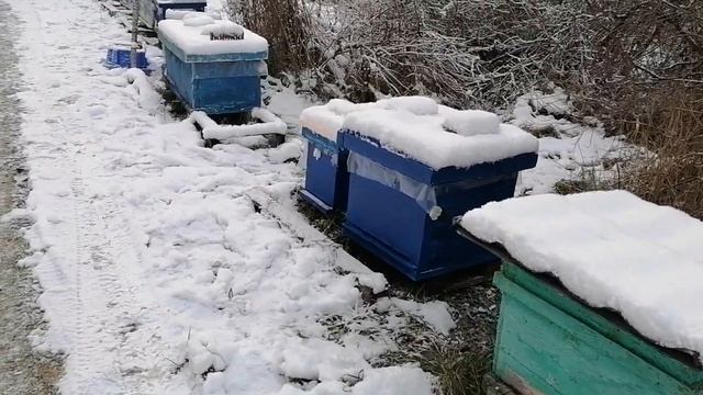 Зимовка пчёл начинается!