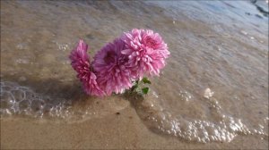 Город влюблённых людей. Поёт Валентина Толкунова.