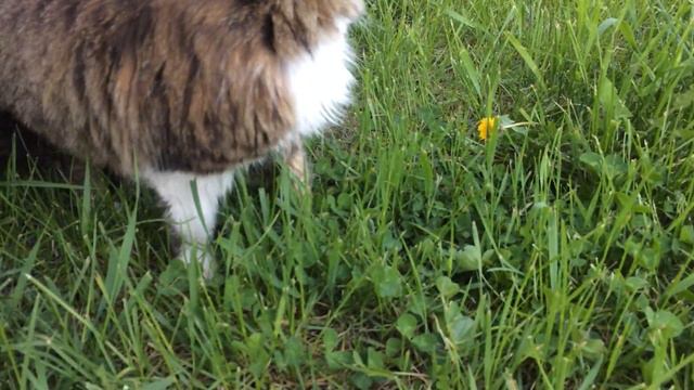 Кошачье пополнение. смотреть онлайн