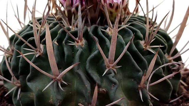Echinofossulocactus Crispatus