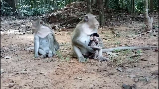 Baby Monkey Is Already Escape From Kidnapper , Why ST490 Mono Monkey