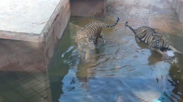Тайная Жизнь Животных Идем в Зоопарк Kids At The Zoo: Compilation смотреть онлайн