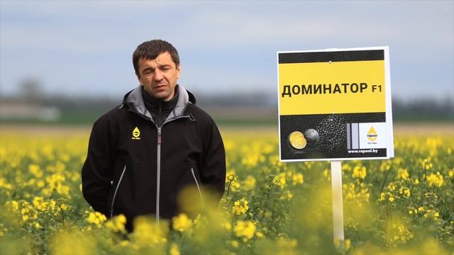 Доминатор – устойчивость к вирусу пожелтения турнепса и фомозу смотреть онлайн