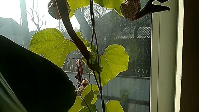 Аристолохия кевенсис - цветение смотреть онлайн
