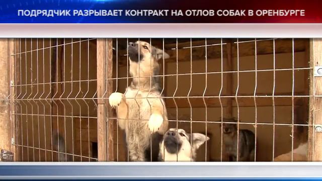 Точка Зрения 18.03.22 Ловить собак больше некому смотреть онлайн