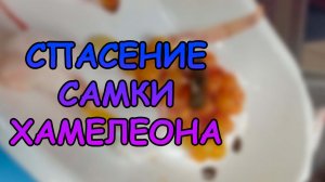 СПАСЕНИЕ САМКИ ХАМЕЛЕОНА. ФОЛЛИКУЛЯРНЫЙ СТАЗ #АКВАМЕН #СВОИМИ_РУКАМИ