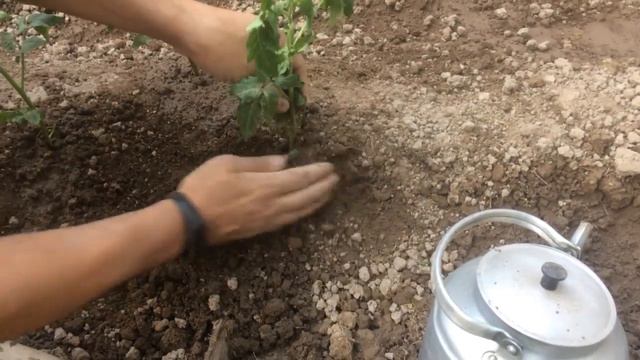 Посадка рассады помидоров/Planting tomato seedlings #посадка #помидоры #рассада #томаты #seedlings смотреть онлайн