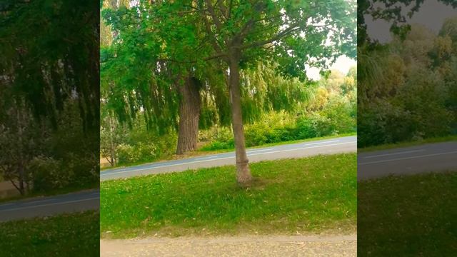 SONET 97 | William SHAKESPEARE | [97/154] смотреть онлайн