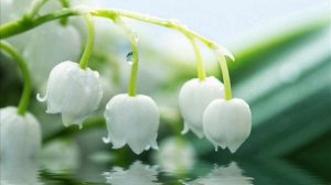 Ландыш ("Чернеет лес, теплом разбуженный"), Маршак С.Я.