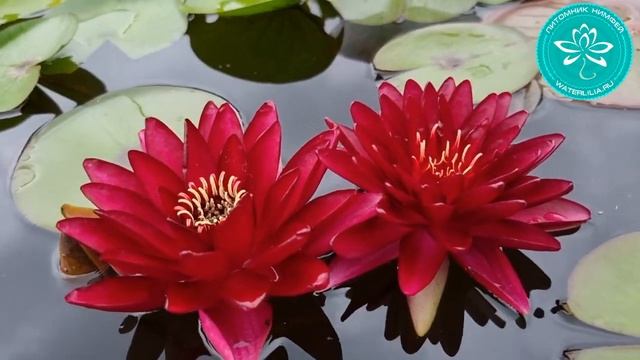 Нимфея WLK Ruby Moth (нимфея Рубиновый Мотылек), селекция Хох Константина, питомник Waterlilia.ru смотреть онлайн