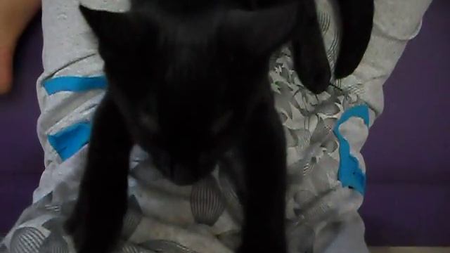 Кот получает удовольствие смотреть онлайн