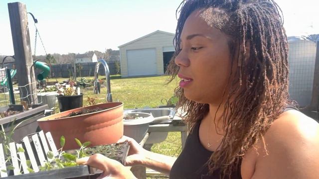 How To Grow Herbs Sage, Basil, and Cilantro In Container Gardening 2022 Suburban Homesteading смотреть онлайн