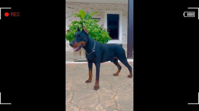 TOP 13 SECRETS OF DOBERMAN Improved In One Day смотреть онлайн