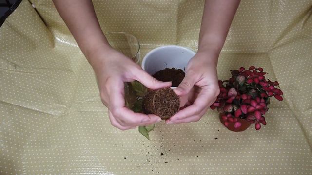 REPOTTING FITTONIA PLANT / NERVE PLANT + repotting tips смотреть онлайн