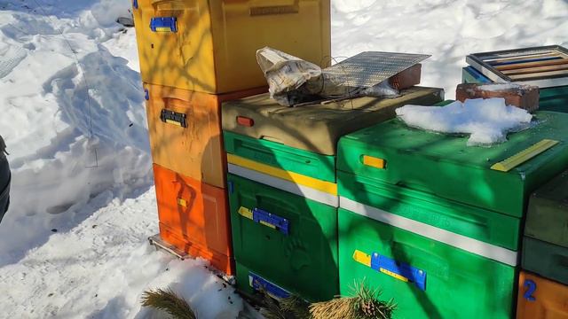 Ужас на пасеке. Подмор .Весенний осмотр 02,03,2024