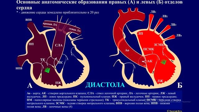 Как работает наше сердце. Часть 1. Как устроено наше сердце. смотреть онлайн