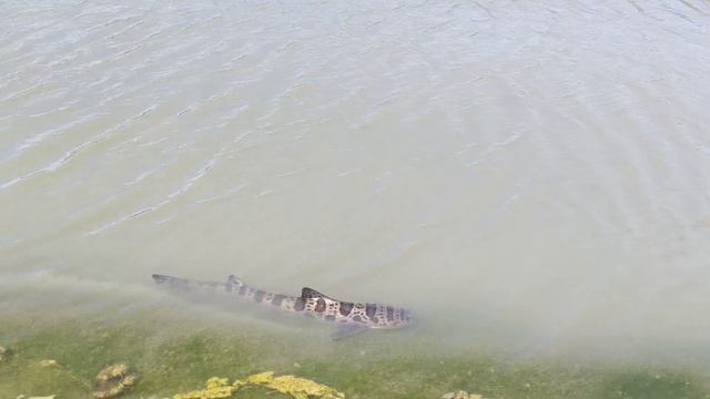 Leopard shark (Калифорнийская пятнистая тройнозубая/острозубая кунья акула) смотреть онлайн