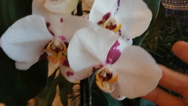 Орхидейки, которые заменят отцветашки??в моём райском садике??(27.08.23) смотреть онлайн