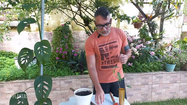 MONSTERA dicas de CUIDADOS e PLANTIO desta planta INCRÍVEL смотреть онлайн