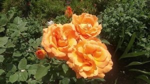 Роза Луи де Фюнес