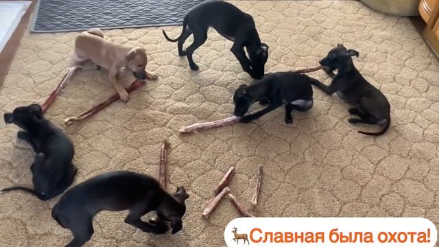 Питомник левреток.Щенки левретки, коллективная чистка зубов. Вкусняшка вместо планшета)) (720p) смотреть онлайн