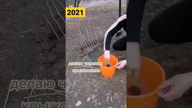 Размножаю куст крыжовника черенками. смотреть онлайн