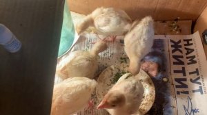 Все об аптечке для индюков ! Выращивание индюшат