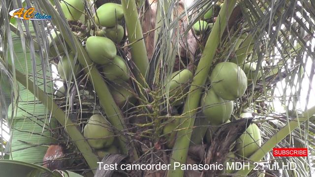CAMCORDER PANASONIC MDH 2 смотреть онлайн