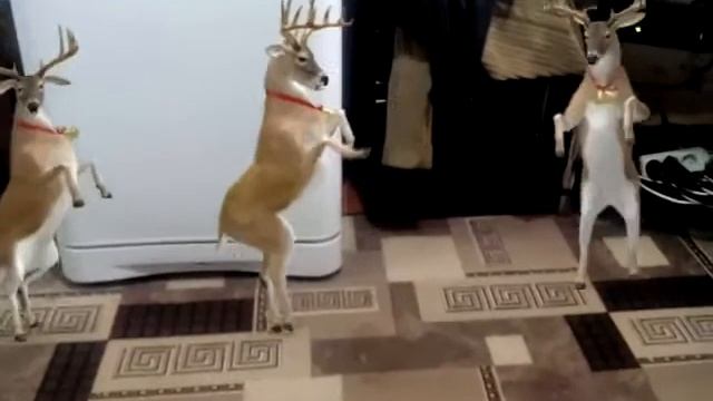 Олени танцуют это жэсть смотреть онлайн