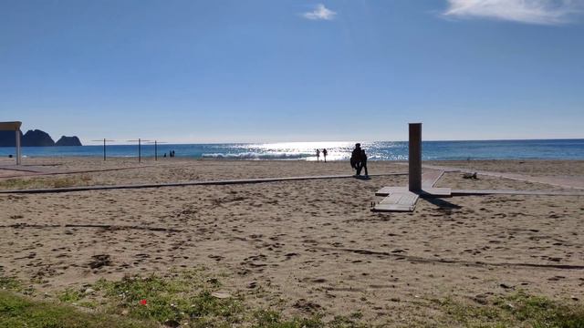 Цветущий куст алоэ, январь 2019 года, Аланья, Турция. смотреть онлайн