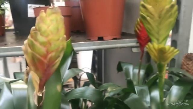 Супер интересная уценка цветов в Оби! Купила Цимбидиумы! смотреть онлайн