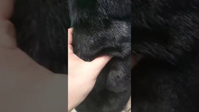 #Норковаяшуба #шубанорка #купитьнорку #шубамосква #продатьшубу #ломбардшуб #шубамосква #скупкашуб смотреть онлайн