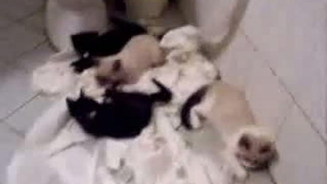 Забавные животные 01 смотреть онлайн