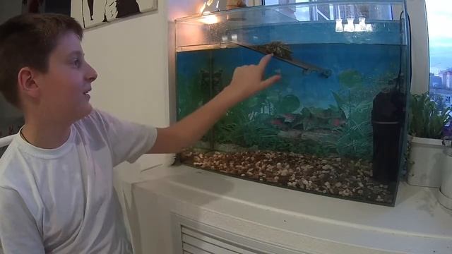 Как содержать красноухую черепаху? Черепаха Супчик. смотреть онлайн