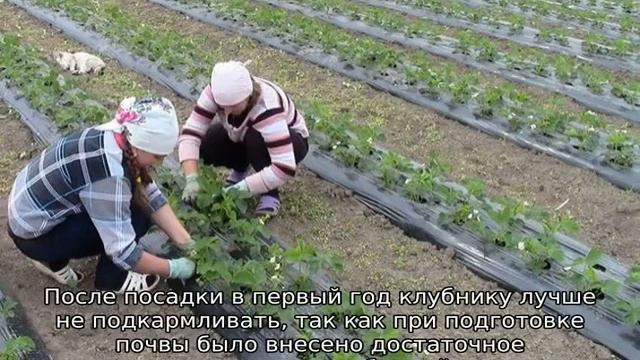 Посадка клубники на агроволокно смотреть онлайн