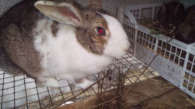 Новый окрол. Кокцидиоз чем поить? смотреть онлайн