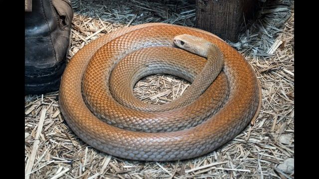 ЗМЕИ / SNAKES смотреть онлайн