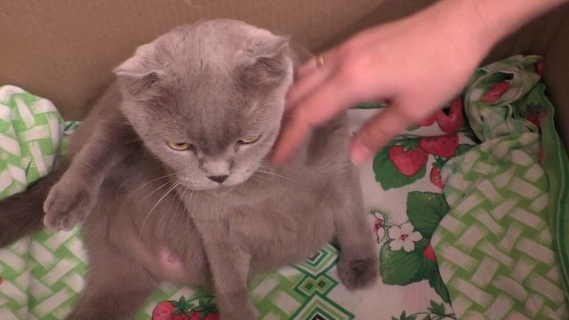 Кошка беременная. Скоро роды. Как готовить кошку к родам? смотреть онлайн