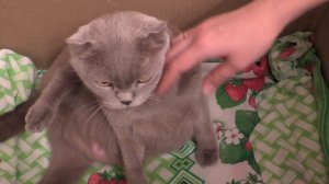 Кошка беременная. Скоро роды. Как готовить кошку к родам?