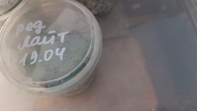 Лёгкий способ укоренения небольшого количества черенков гортензии.🌿🌿🌿 смотреть онлайн