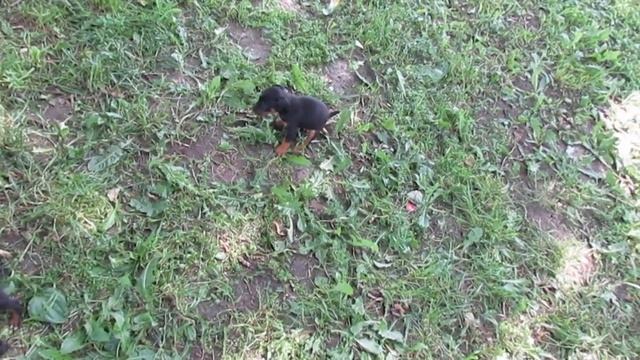 Ягдтерьеры, малыши на прогулке смотреть онлайн