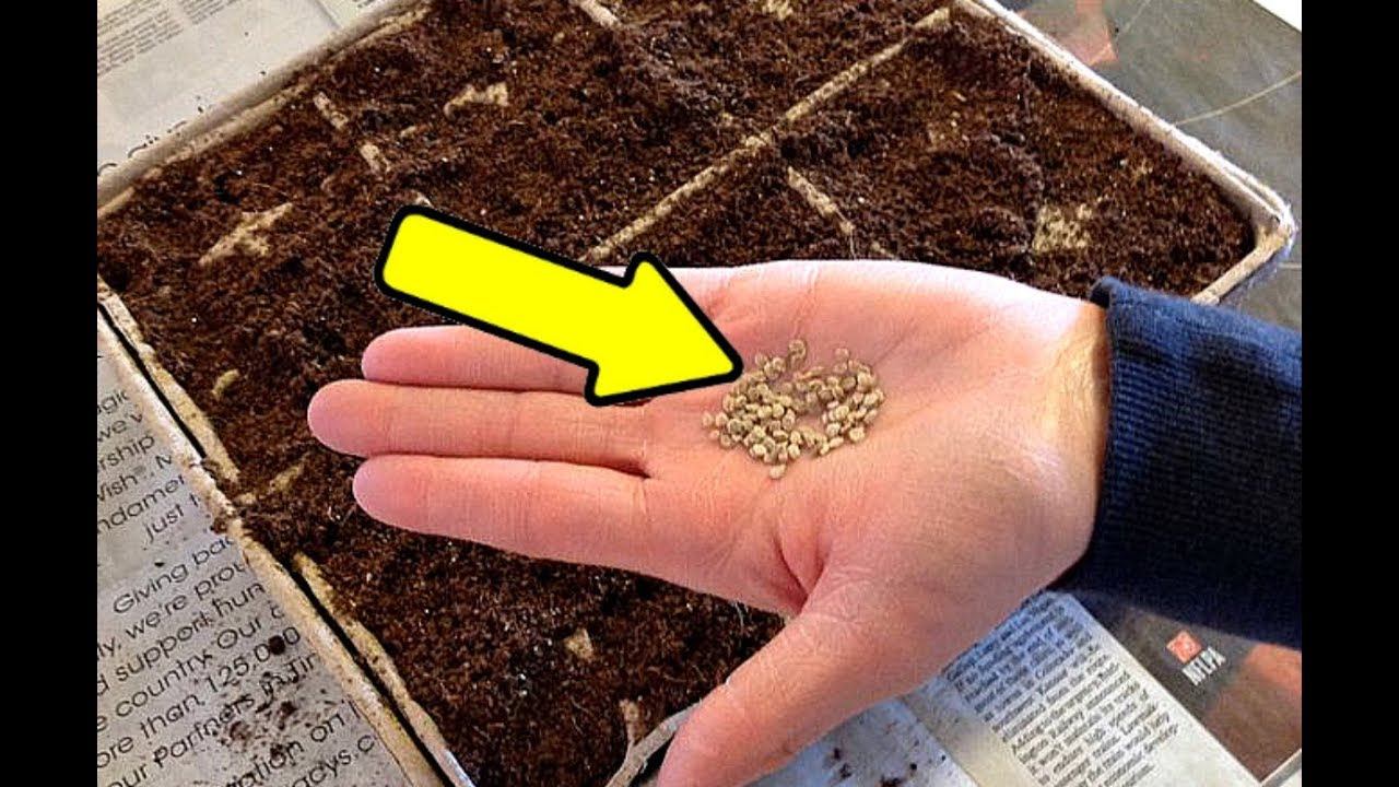 Как подготовить семена томатов к посеву? Как правильно сажать семена помидор на рассаду? смотреть онлайн