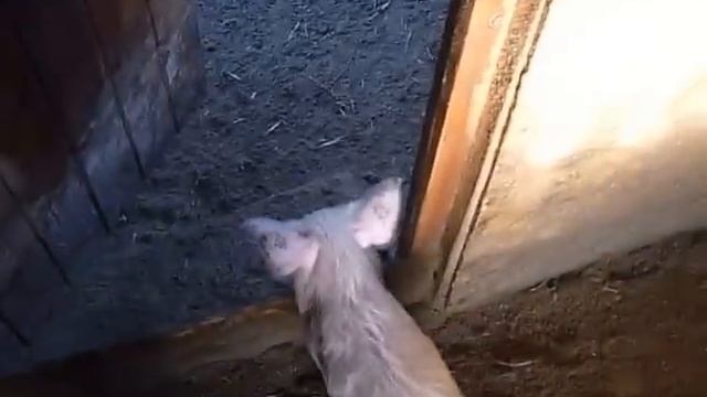 Свиньи крупная белая и ландрасы Мои первые шаги 2 смотреть онлайн