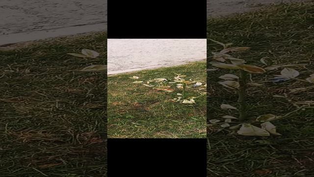 Как сделать бесплатную клумбу за 6 минут